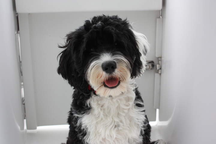 5 Cool Facts About Portuguese Water Dogs