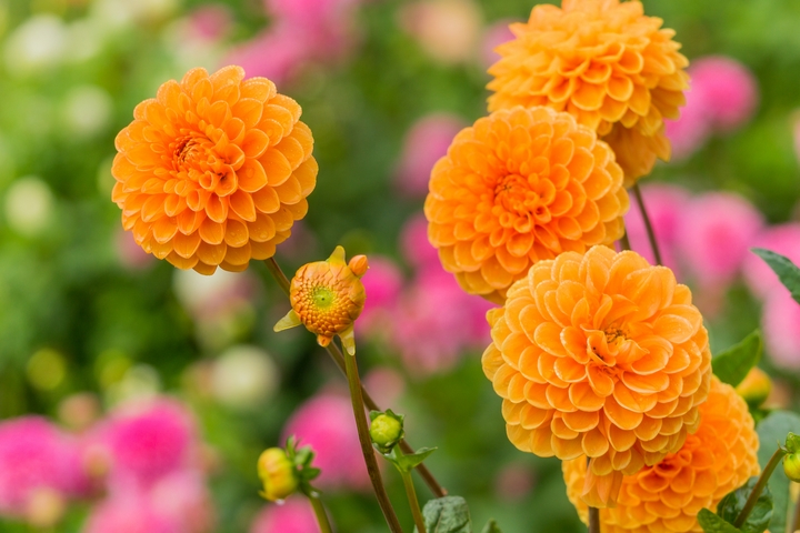 5 Flowers That Mean Friendship and Their Symbolism