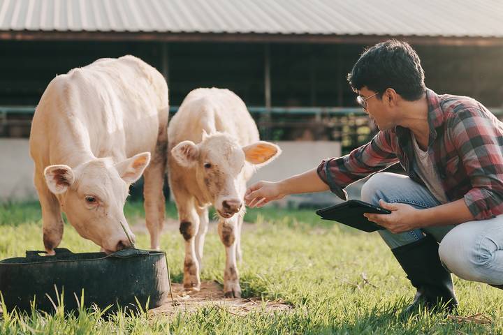 How to Raise Beef Cattle: A Beginner’s Guide