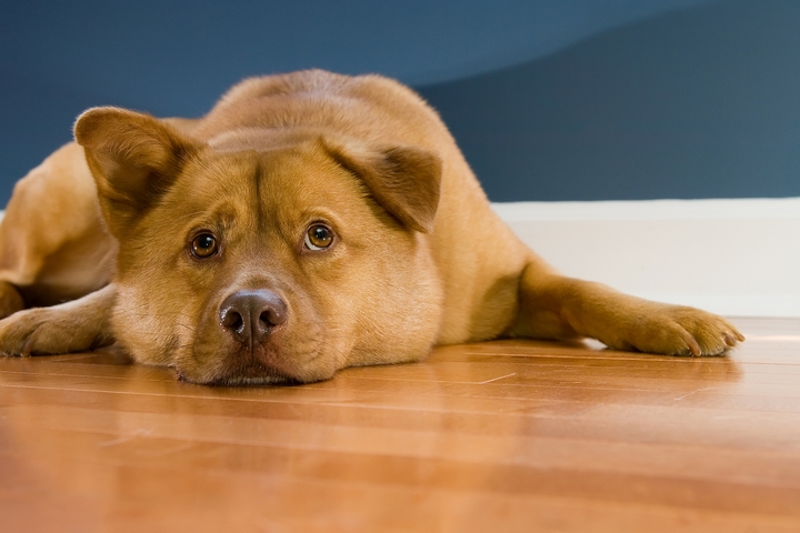 How to Tell If Your Dog Is Sick