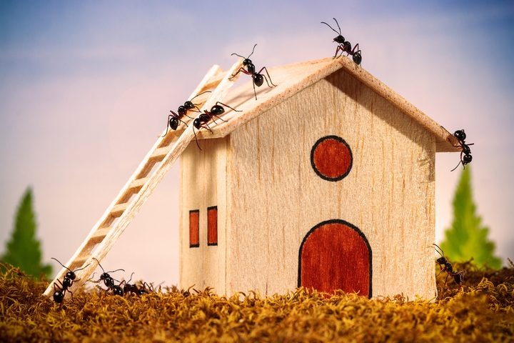 What Brings Ants Into Your House?