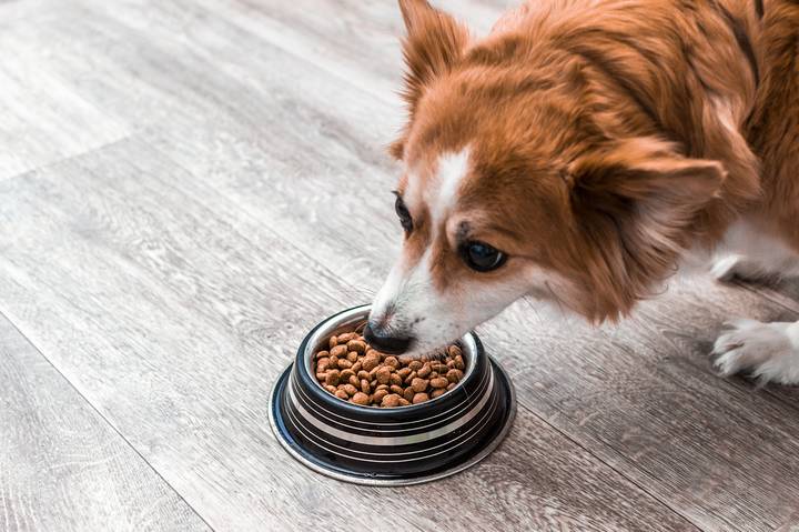 How to Have the Most Fun with a Dog